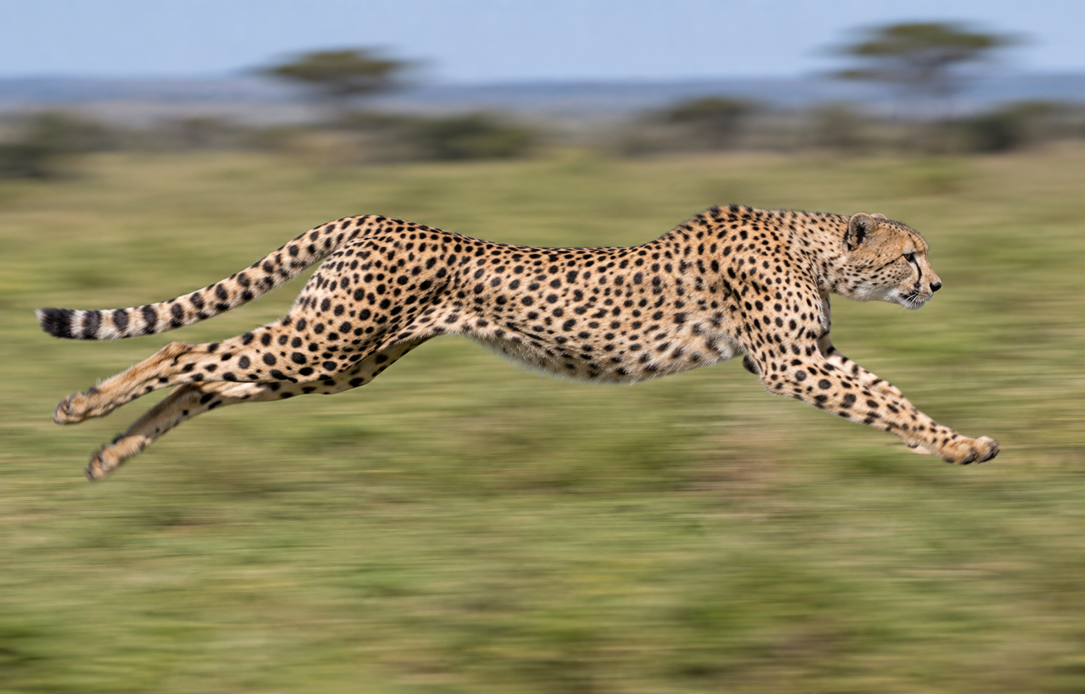 A cheetah running