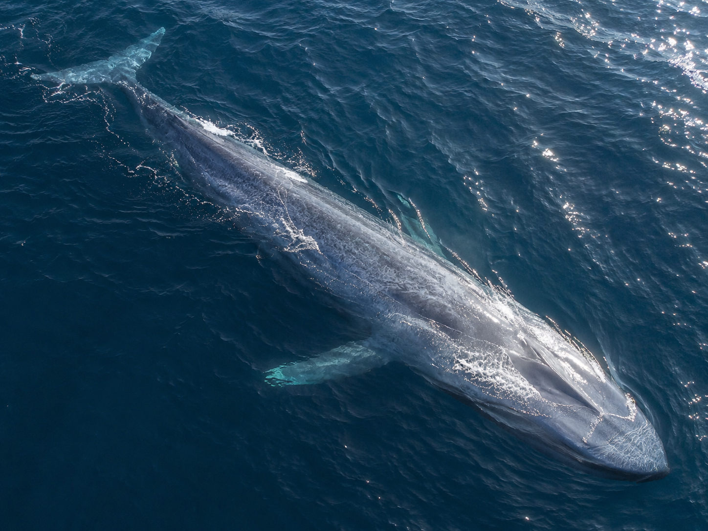 Blue whale