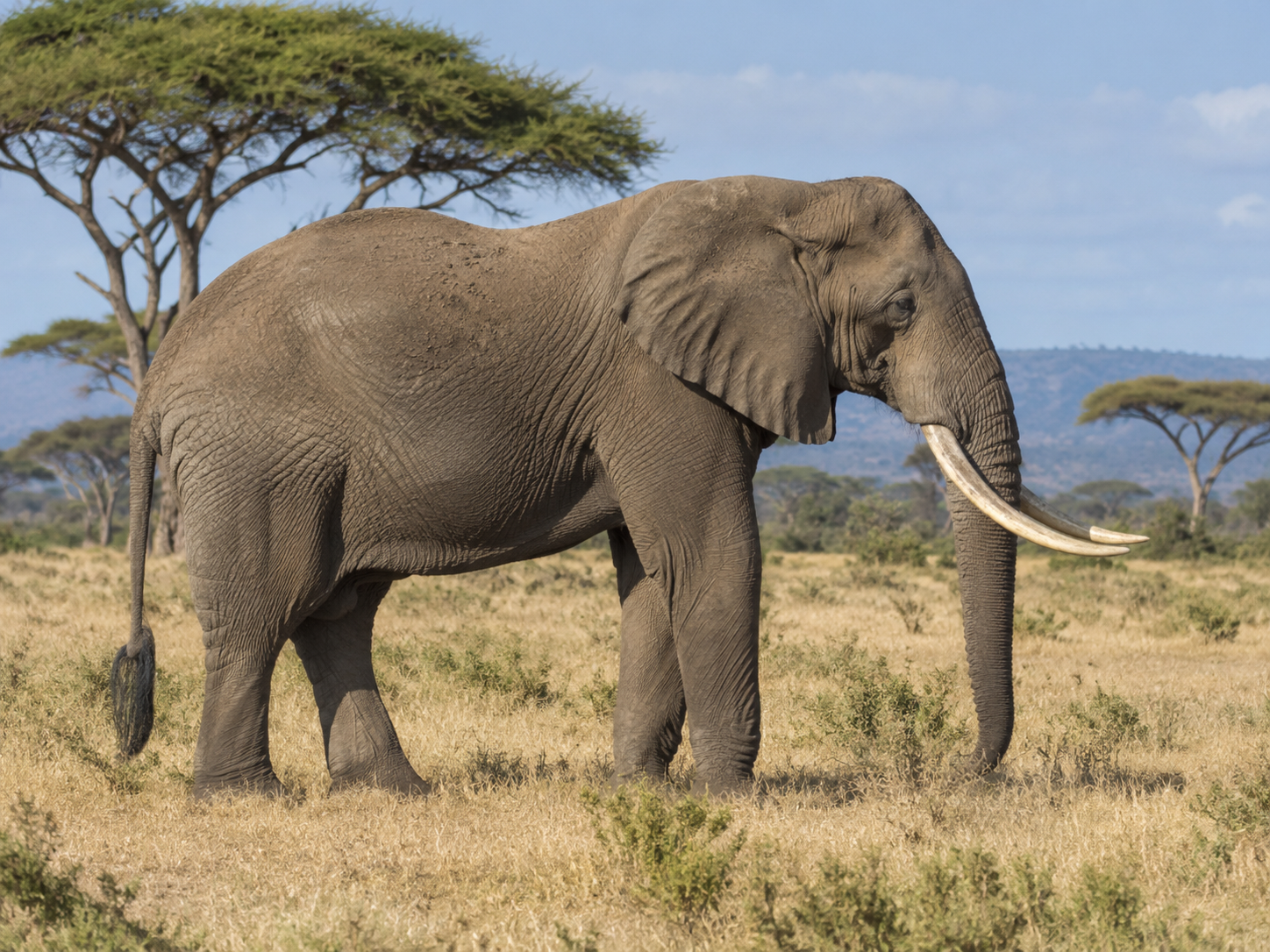 African elephant