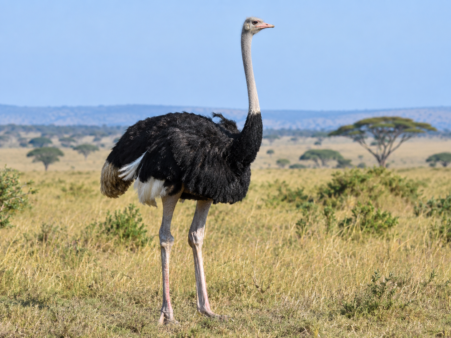 Ostrich