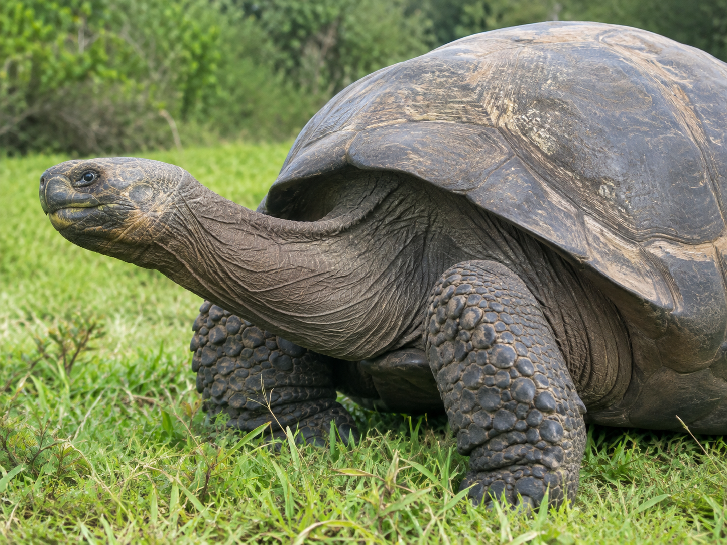 Giant tortoise