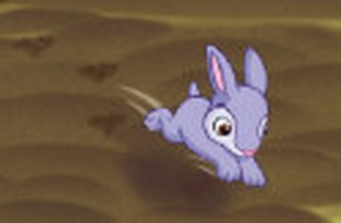 rabbit